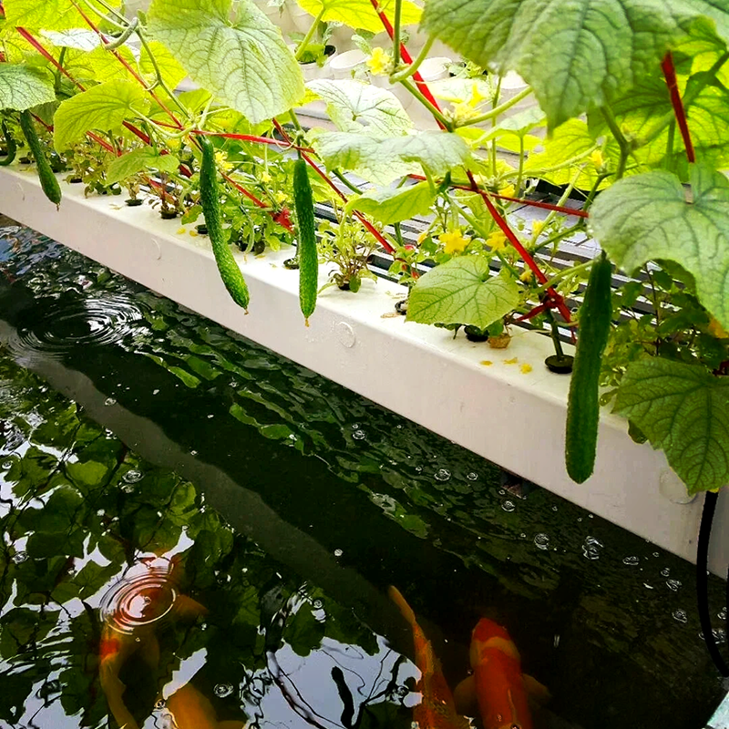 宁波市鱼菜共生鱼菜共生 - 厂家